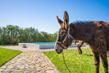 Burro Ville: Donkey Ride