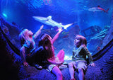 Visit to SEA LIFE Porto - Oceanarium