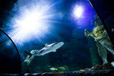 Visit to SEA LIFE Porto - Oceanarium